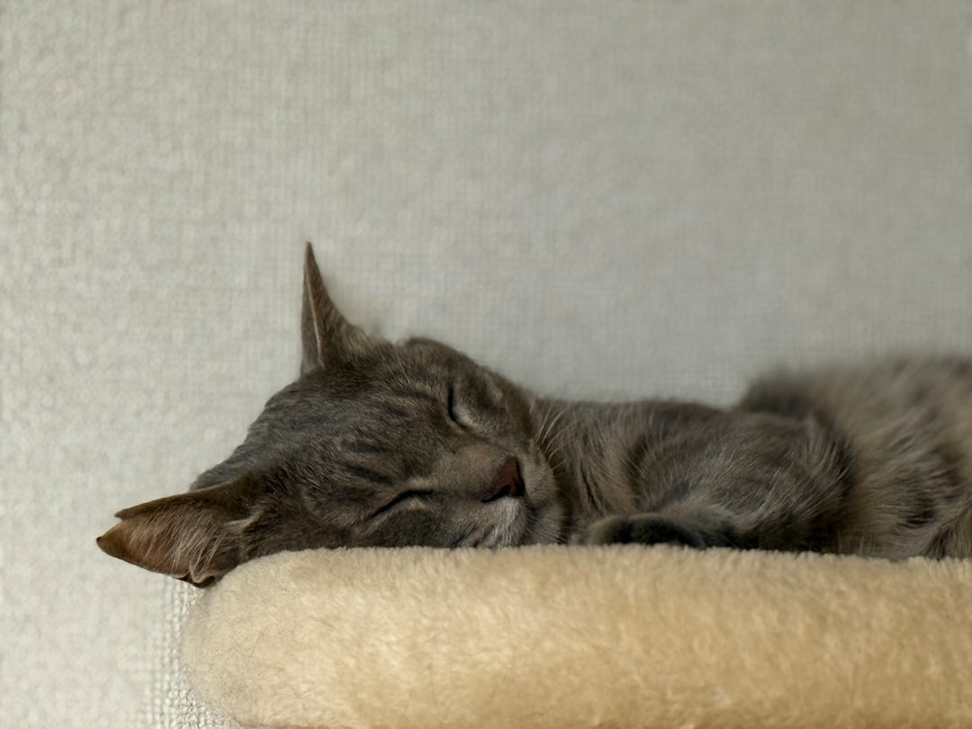 Bilimsel Yöntemle Kedi Yaşı Hesaplama Nasıl Yapılır