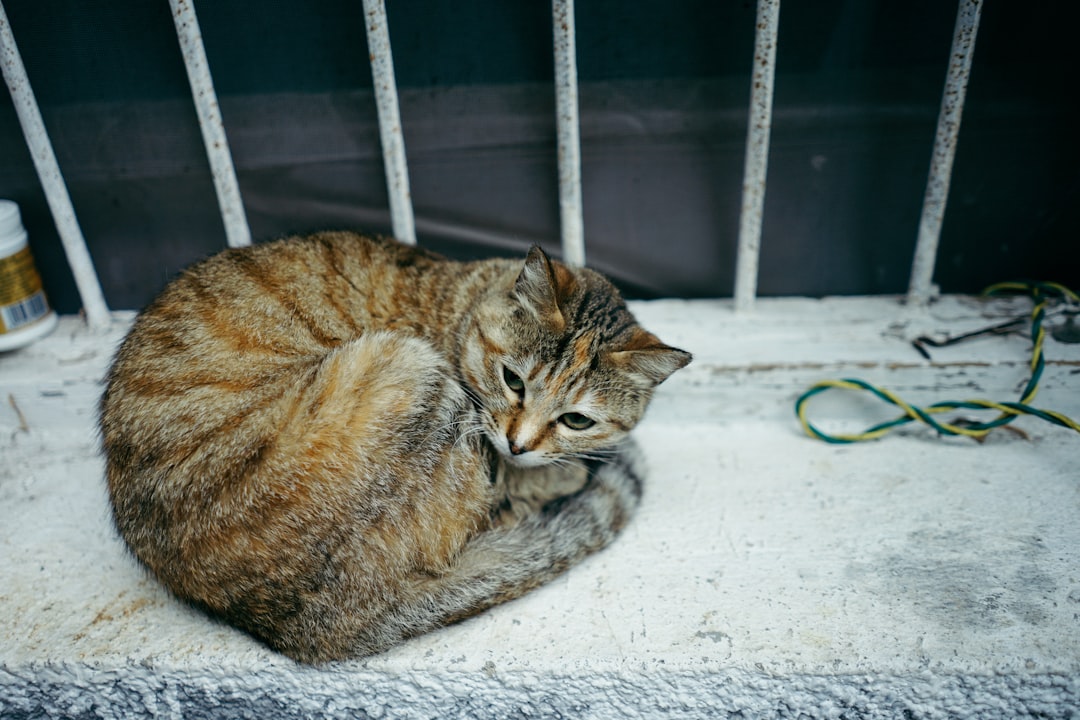 O Gato Comeu Te a Língua Menu e Suas Implicações Linguísticas