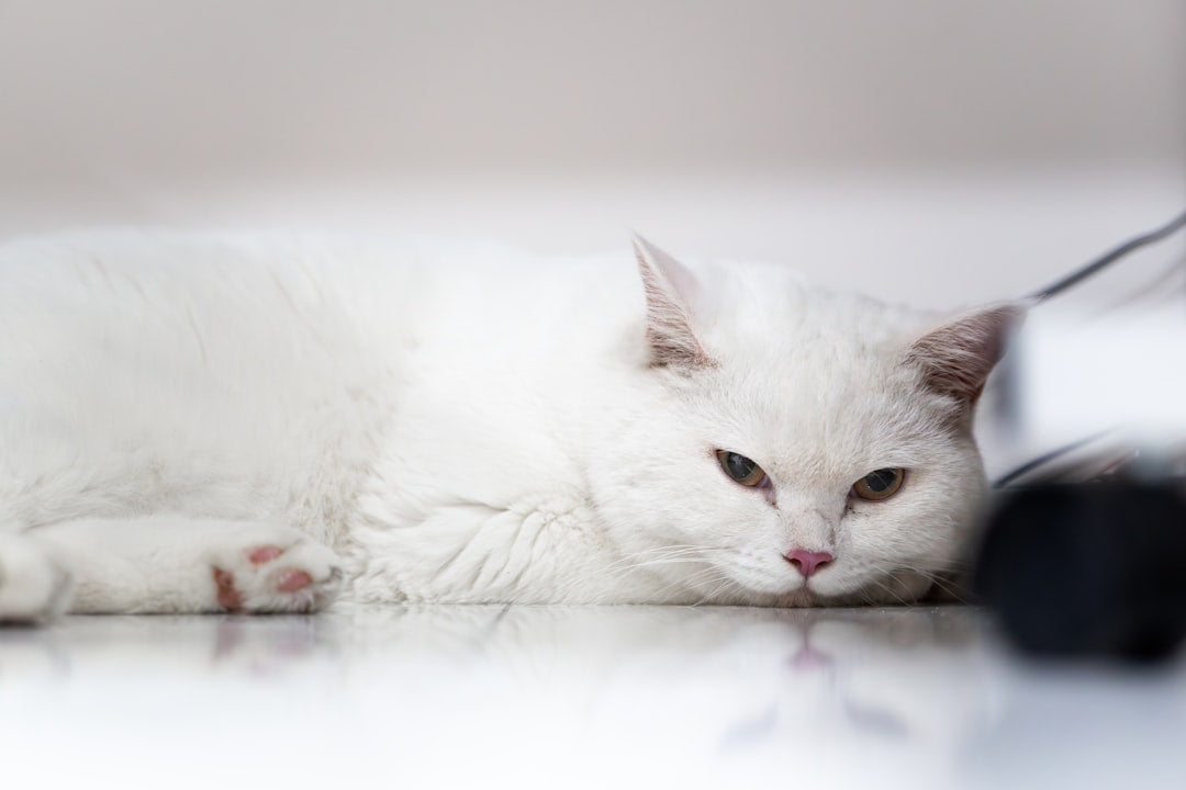 Hvor længe kan en kat være alene ifølge forskning