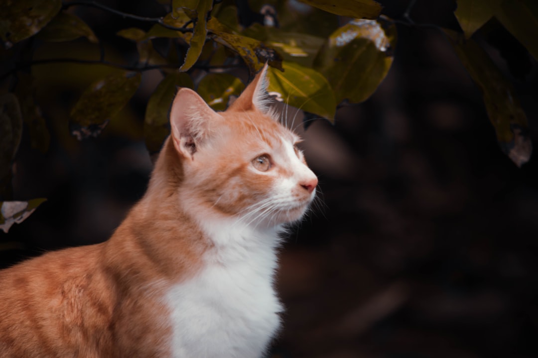 Can Cats Eat Honey The Surprising Science Explained