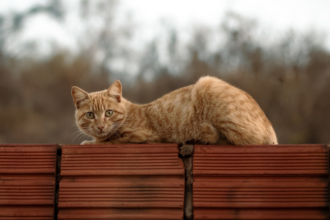Ce inseamna cand visezi multe pisici Explicație științifică