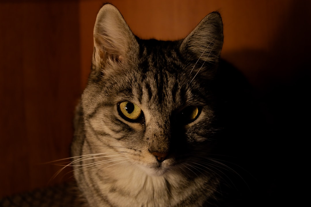 Katzen wie oft entwurmen Wissenschaftlich fundierte Richtlinien