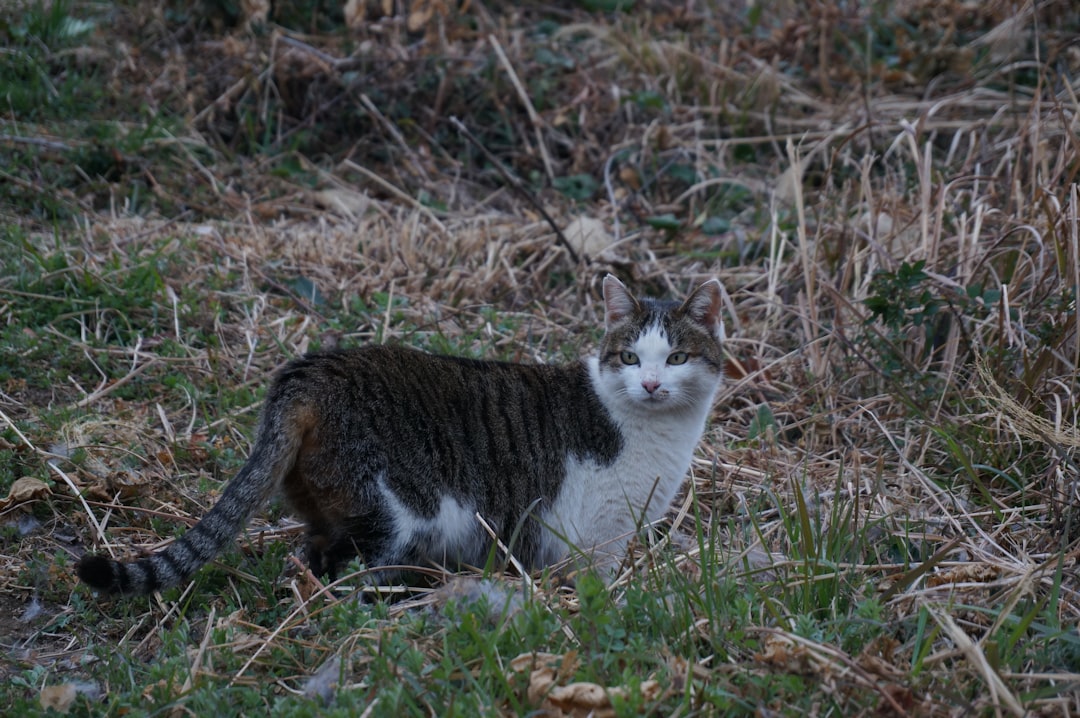 Hüvasti kollane kass värsked teadusuuringud ja tähendus