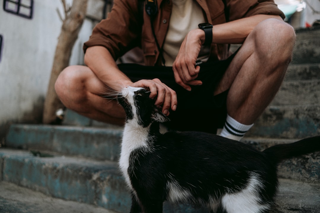O Gato Mimo: Comportamento e Impactos na Saúde Felina