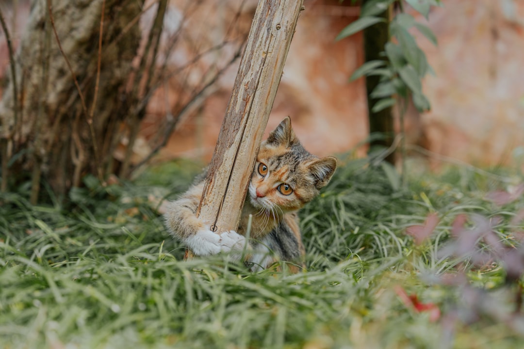 Esperanza de vida en gatos: Cuántos años viven realmente.