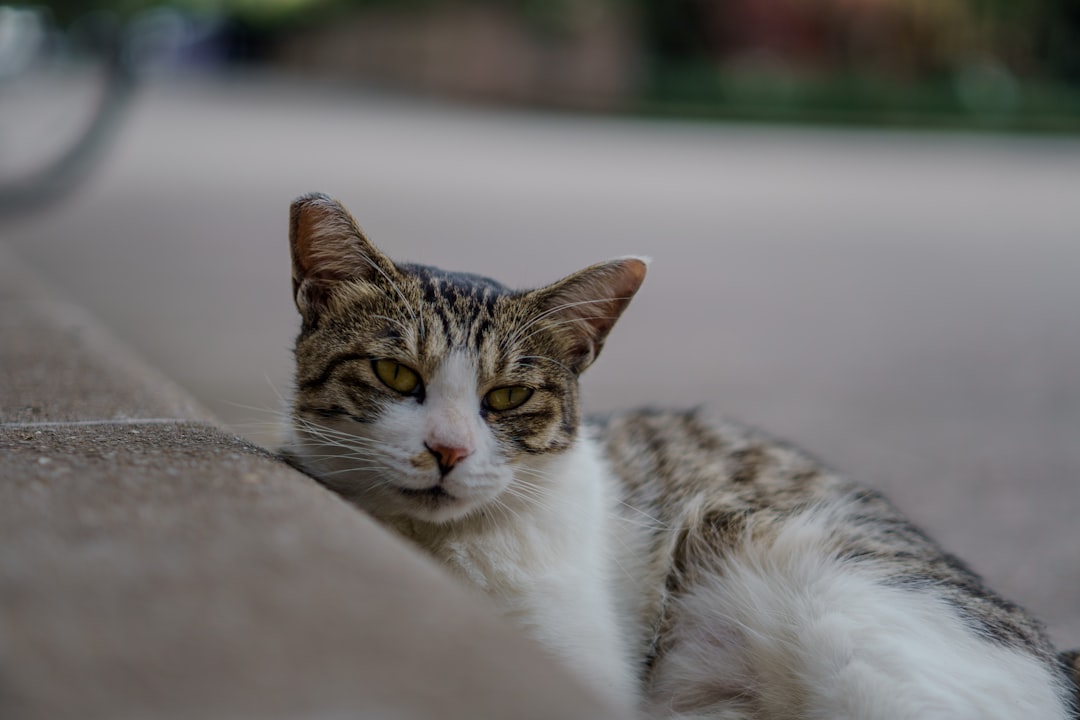Uğur Böceği ile Kara Kedi Arasındaki Bilimsel Farklar