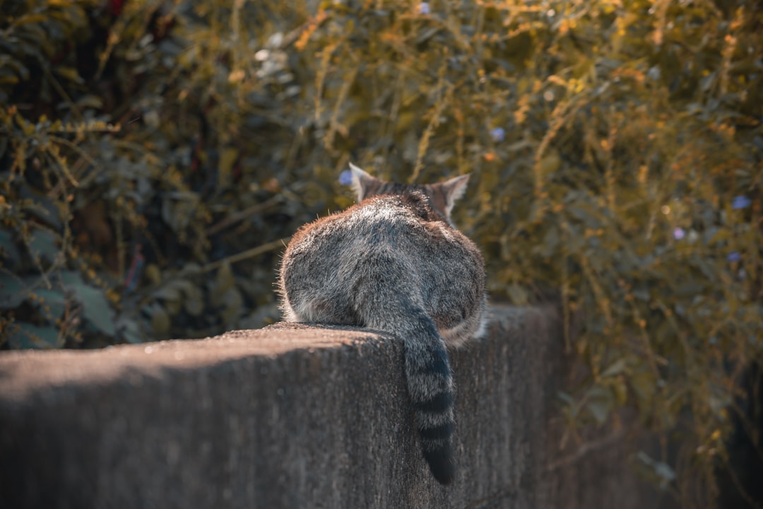 Hoe lang duurt een kater volgens de wetenschap