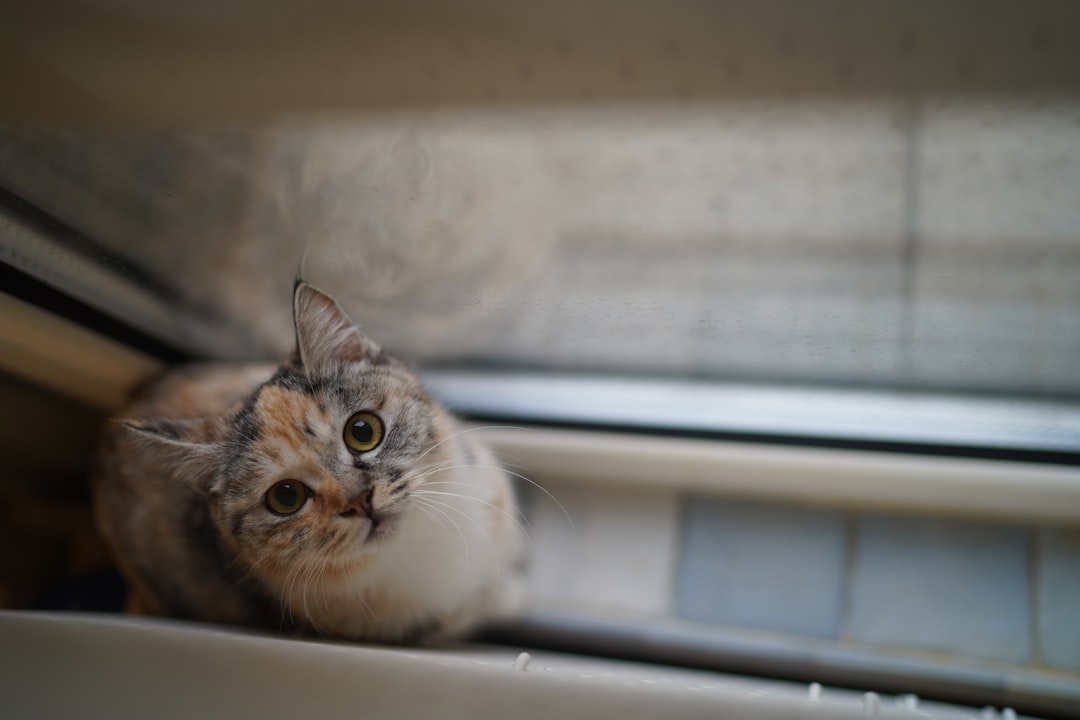Wetenschappelijk onderzoek naar De Rooie Kater Beilen
