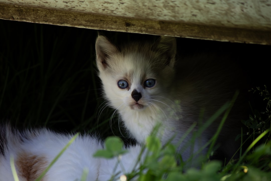 Cosa mangiano i gatti La dieta ideale secondo la scienza