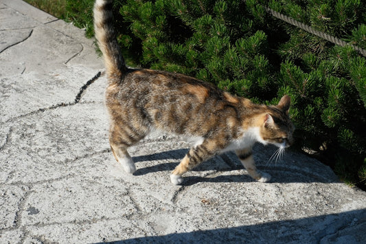 Η επιστήμη πίσω από τον παπουτσωμένοσ γάτοσ