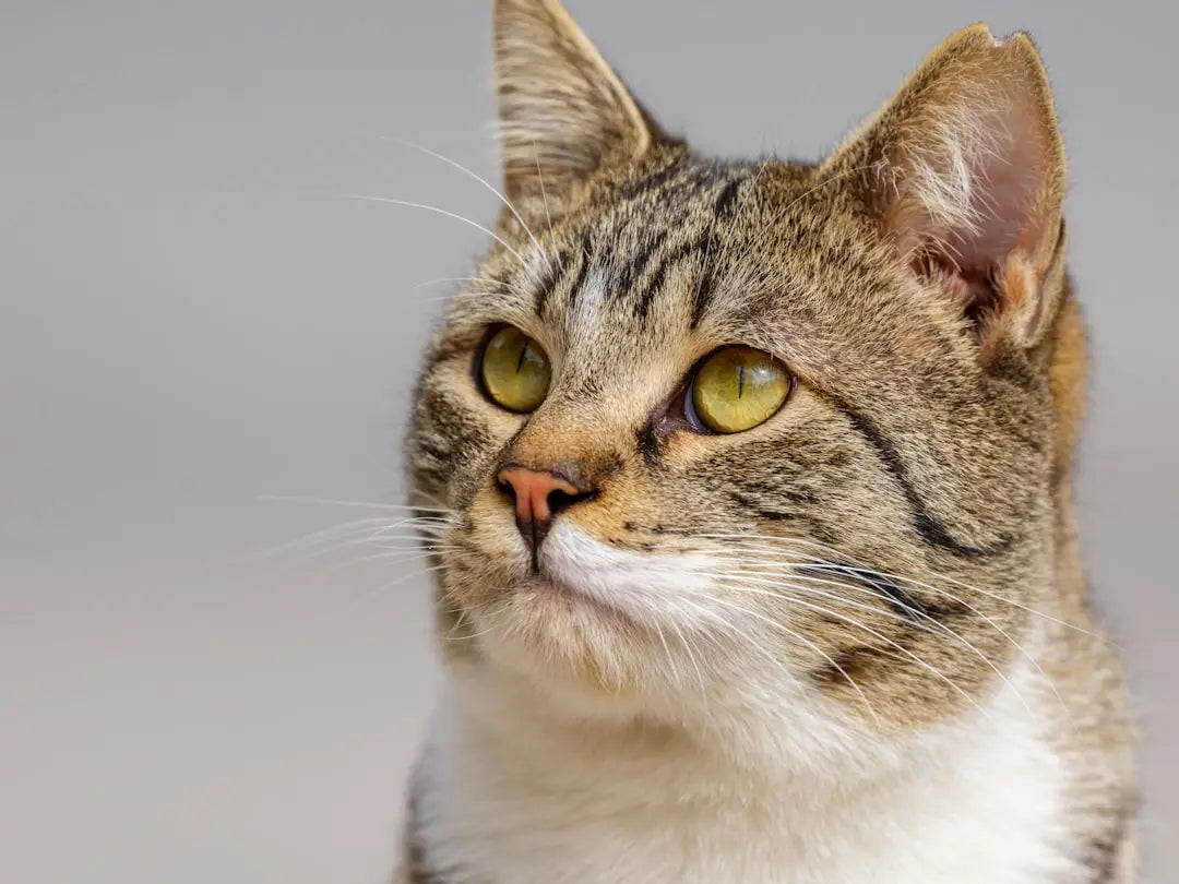 Chat tigré attentif avec des accessoires pour animaux et lit de chat.