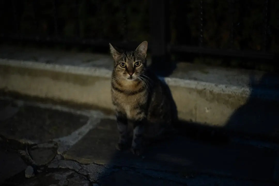 Chat tigré alerte, symbole de la santé des chats et de la nourriture pour chats équilibrée.