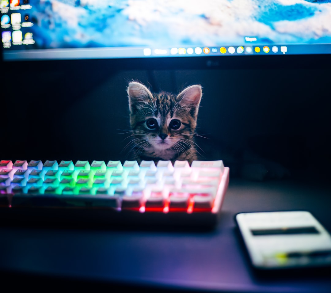 O gato preto loja e a psicologia das superstições felinas