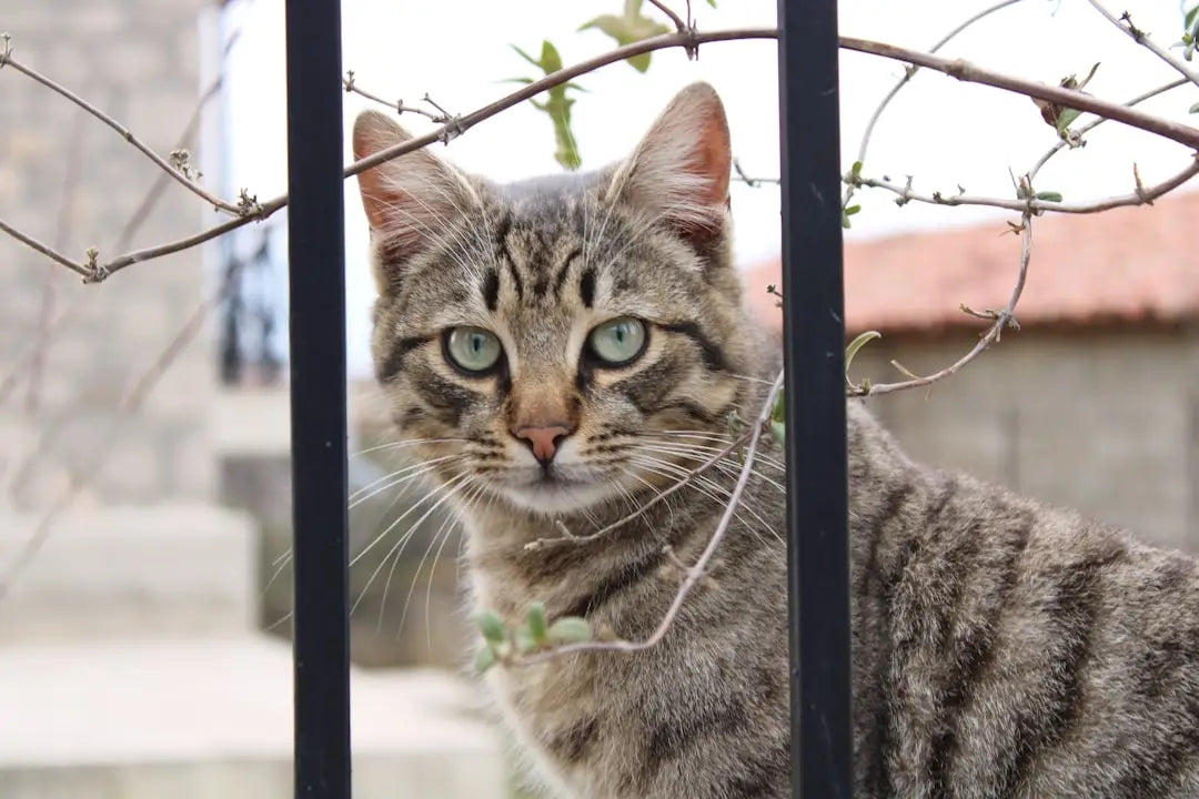 Chat tigré derrière des barreaux dans un article sur les portos où les chats ont été.