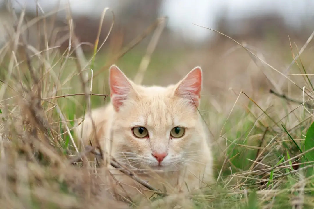 Chat roux concentré dans l’herbe, important pour la longévité des chats.