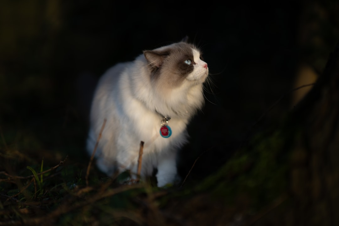 Ragdoll cat with collar illustrant où vieux un kat kan devenir.