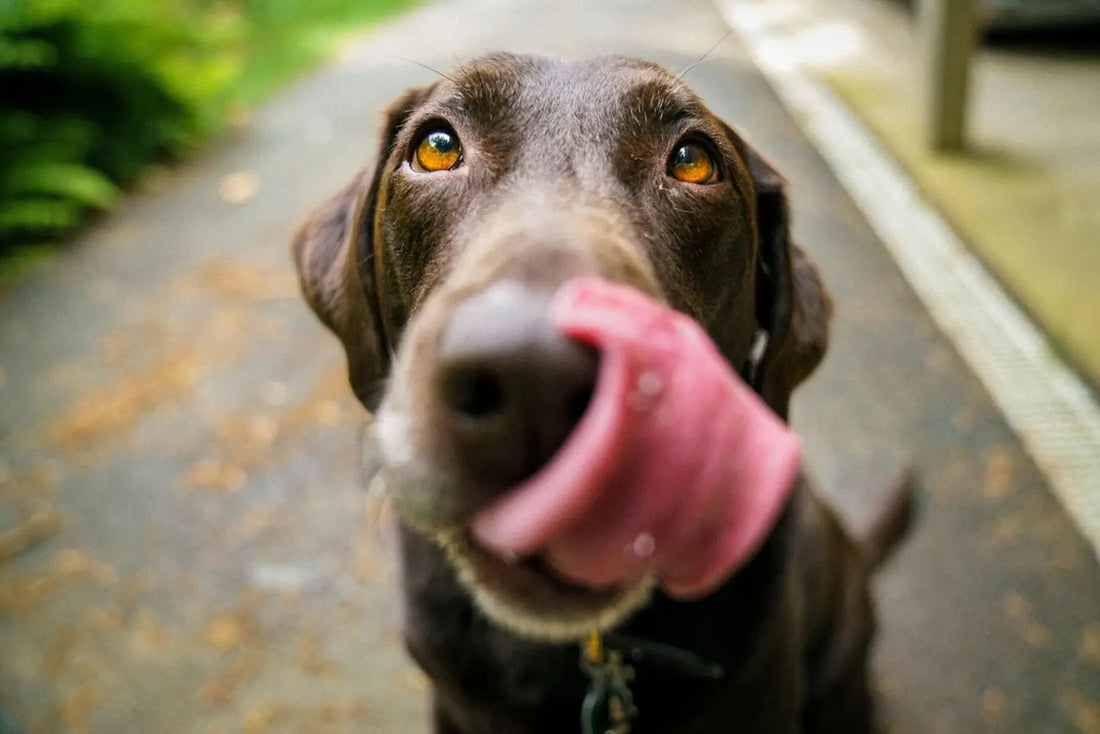 Un chien qui tire la langue : comprendre le comportement canin et ses demandes d’affection.