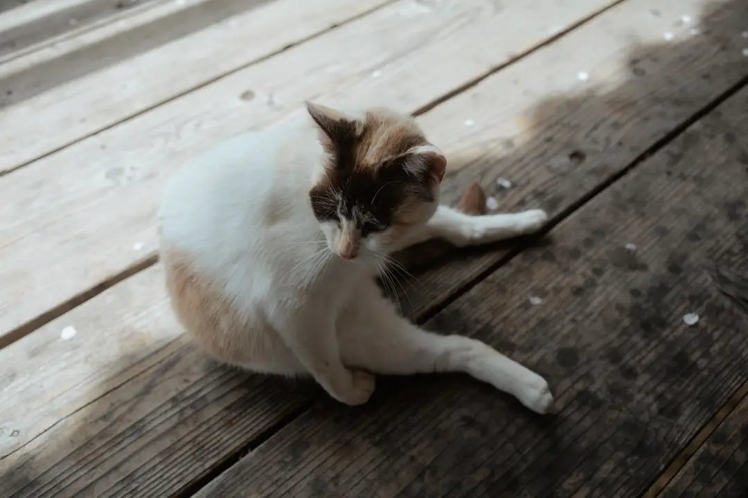 Calico cat grooming, un des secrets sur le Gato do Rio, ces félins sont connus pour leur beauté.