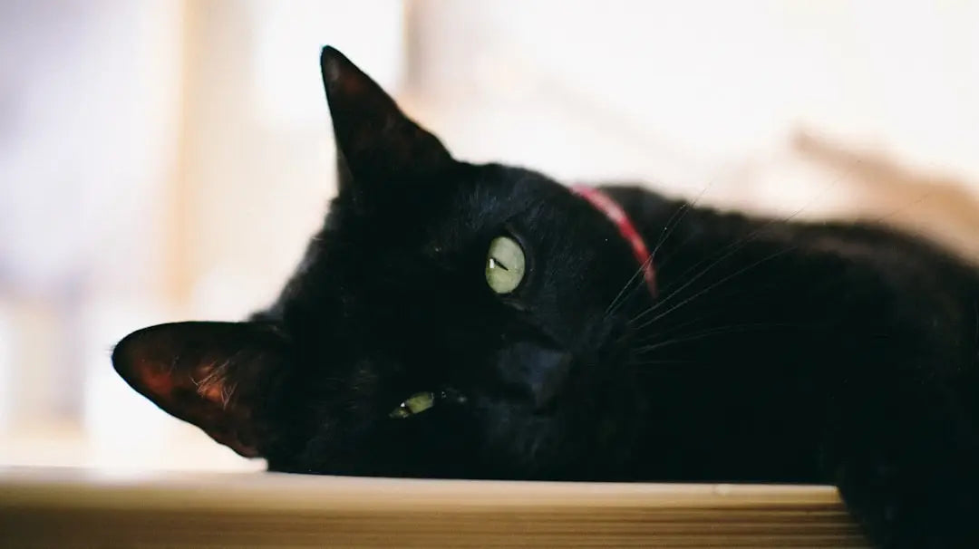 Chat noir détendu aux yeux verts représentant la beauté des Siiami kassid.