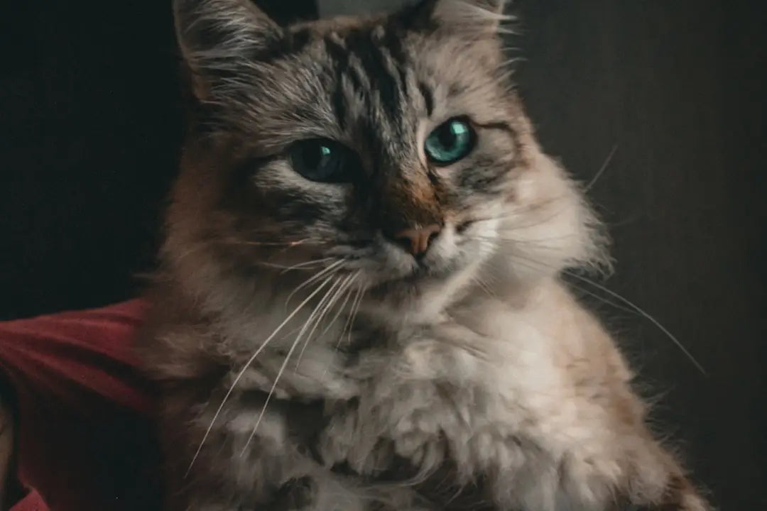 Chat gris tabby duveteux aux yeux verts perçants illustrant comment voit un chat.