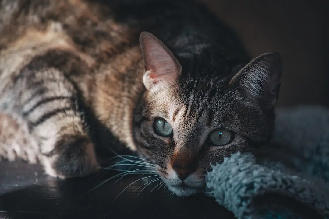 Chat tigré se reposant sur un coussin, exploration des animaux et fournitures pour animaux.