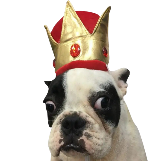 Chapeau pour Chien Couronne Royal Transparent Background