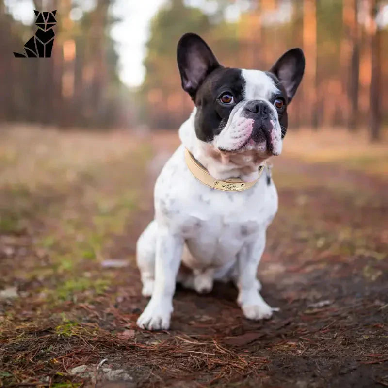 Collier chien cuir large gravé