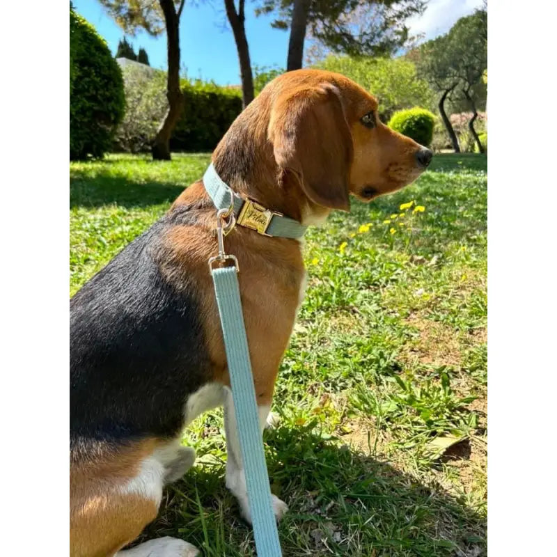 Collier Chien Personnalisé Velours Côtelé Bleu Ciel