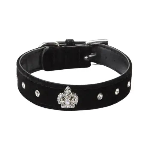 Collier pour Jack Russel Transparent Background