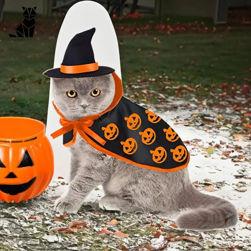 Chat mignon avec chapeau d’Halloween et citrouille | Costume d’horreur pour chat avec lapins | Animaux de compagnie