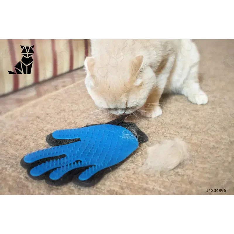 Le chat joue avec le gant de Glovicat, éliminant les poils morts en un clin d’œil