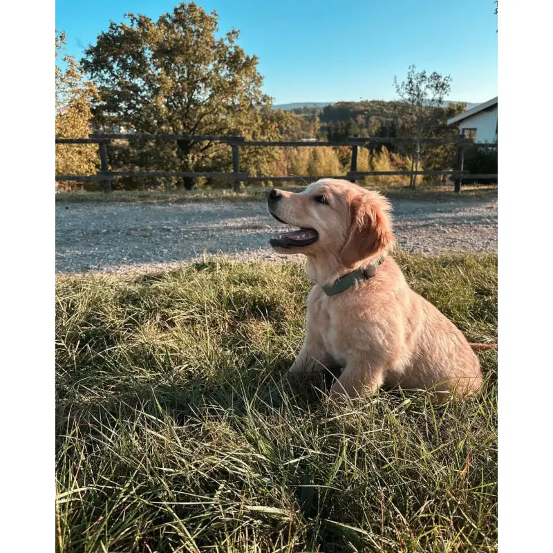 Harnais Chien Personnalisé Velours Côtelé Vert