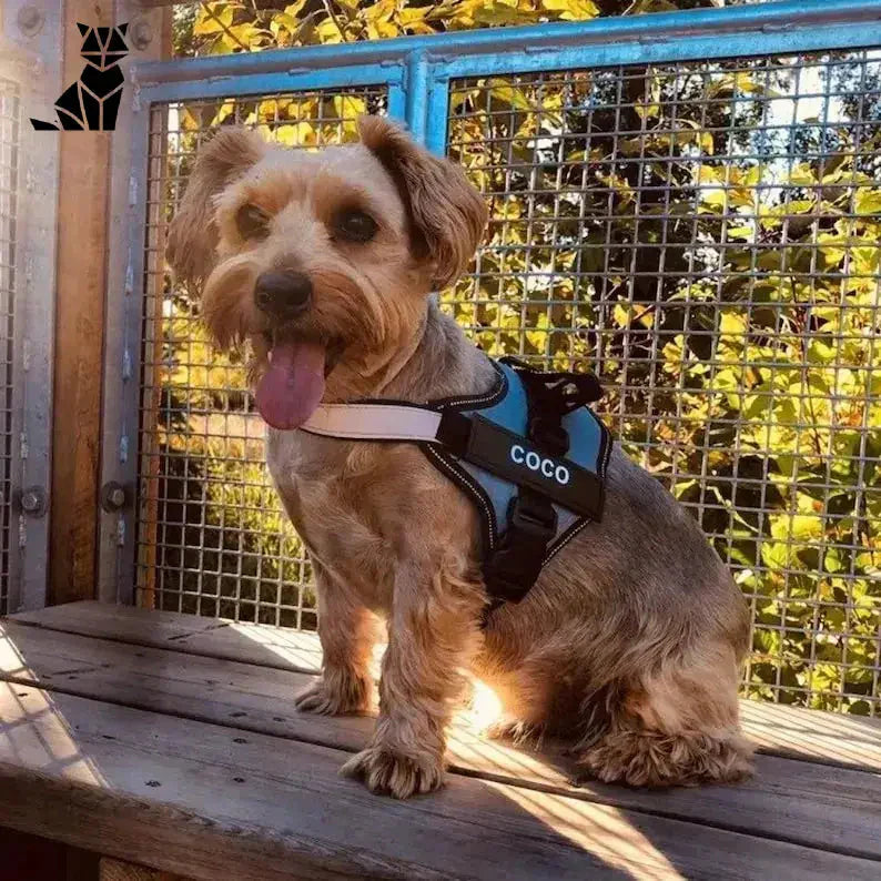 Petit chien assis sur un banc en bois portant un harnais pour chien personnalisé offrant un confort et une sécurité inégalés