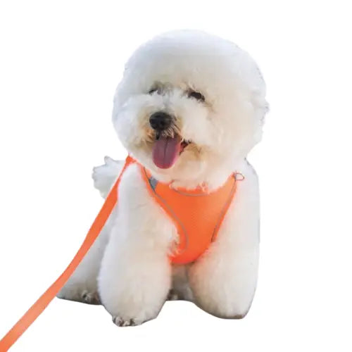 Harnais réfléchissant coloré pour chien Transparent Background