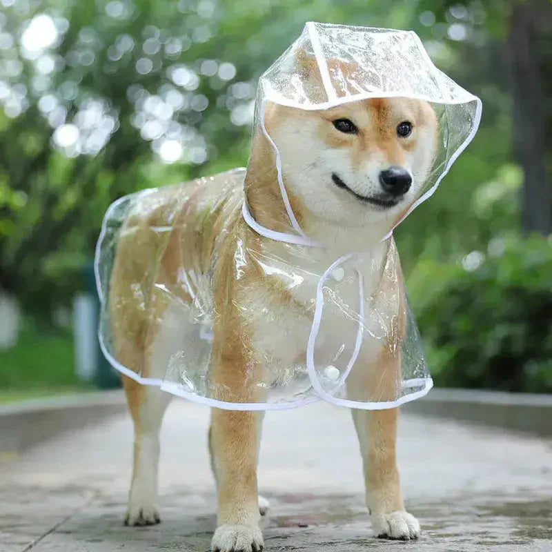 Chien dans un imperméable transparent pour une protection efficace et un design élégant